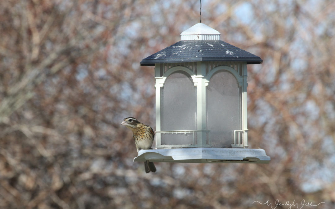 Rose-breasted Grosbeak
