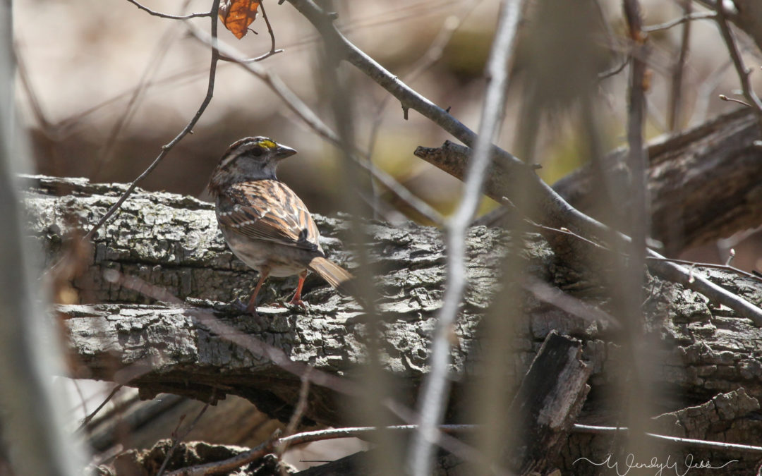 Savannah Sparrow #191