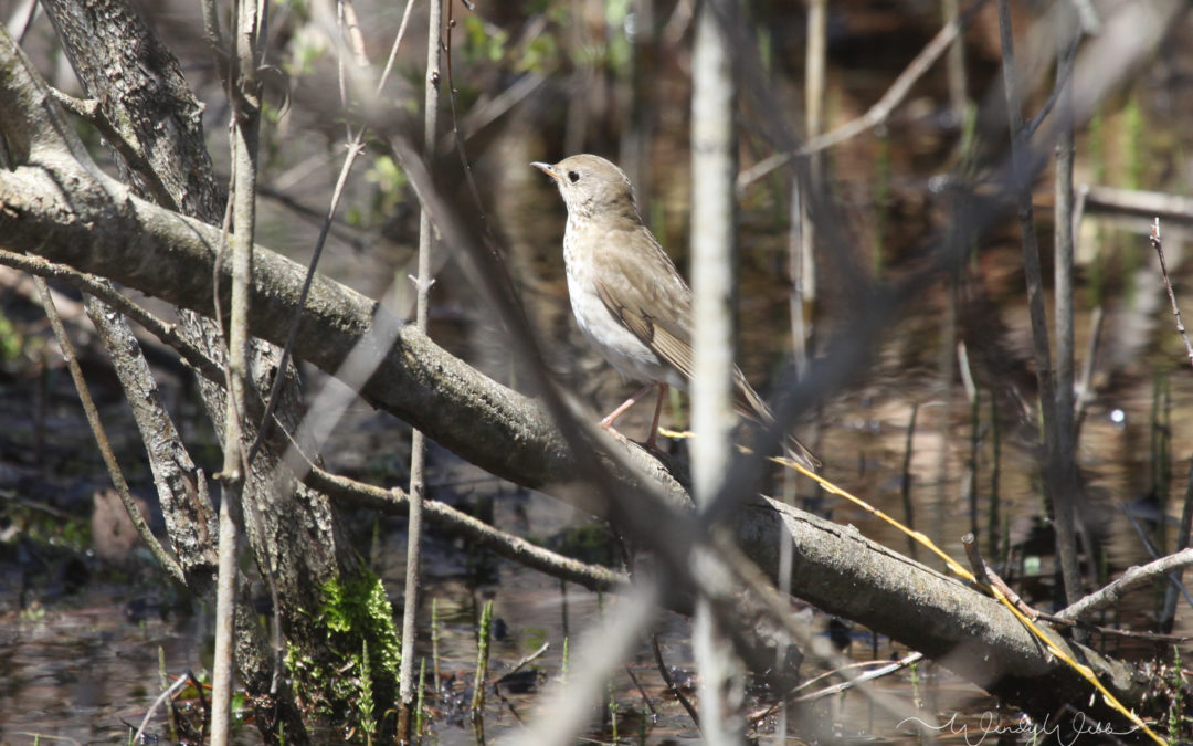 Swainson’s Thrush #192