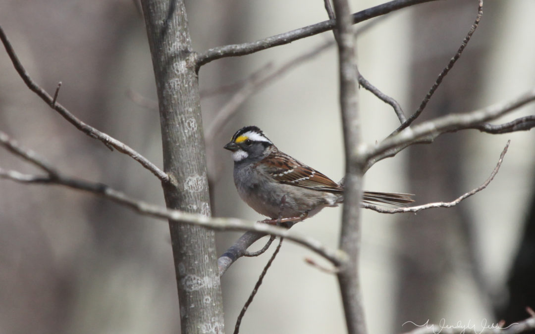 White-throated Sparrow