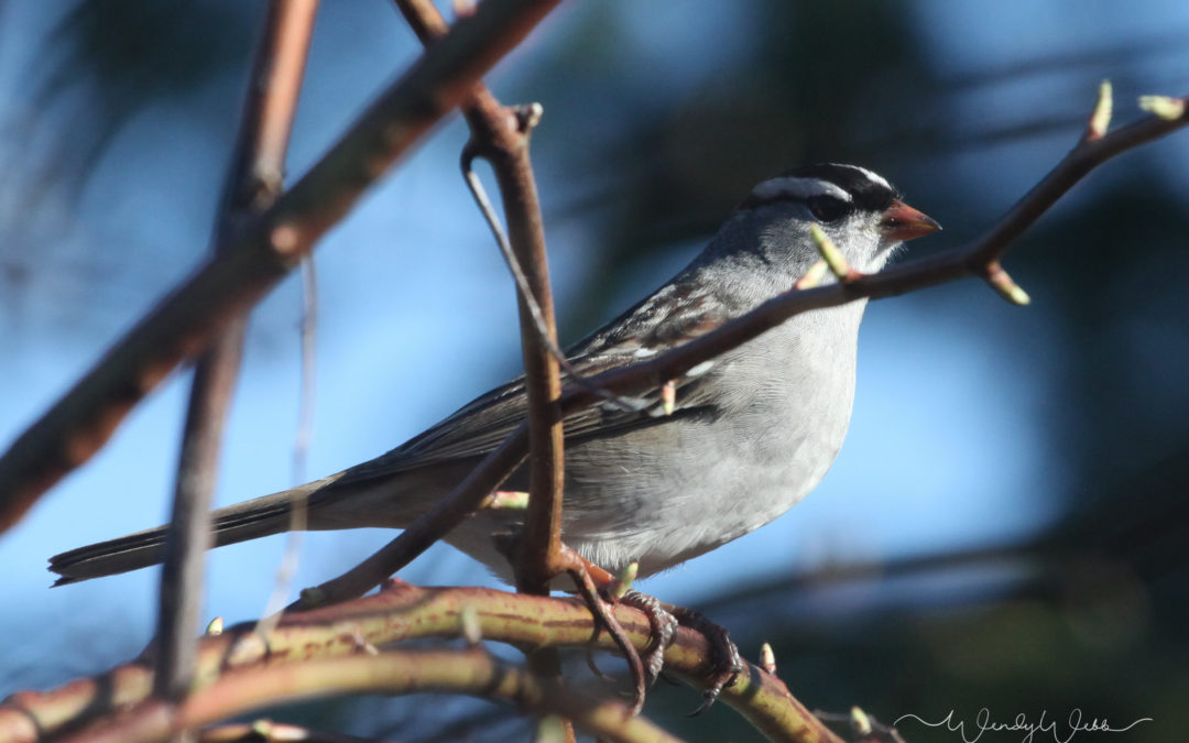 White-crowned Sparrow #190