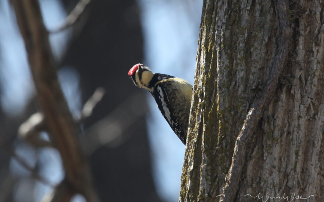 Yellow-bellied Sapsucker #193