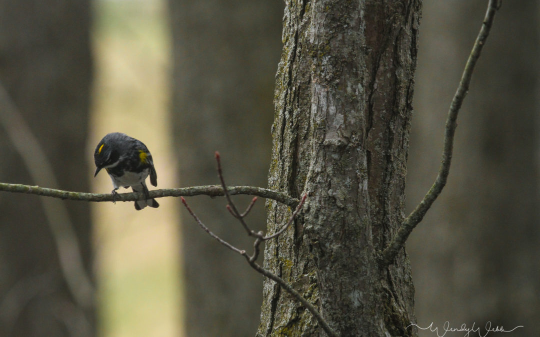 Yellow-rumped Warblers