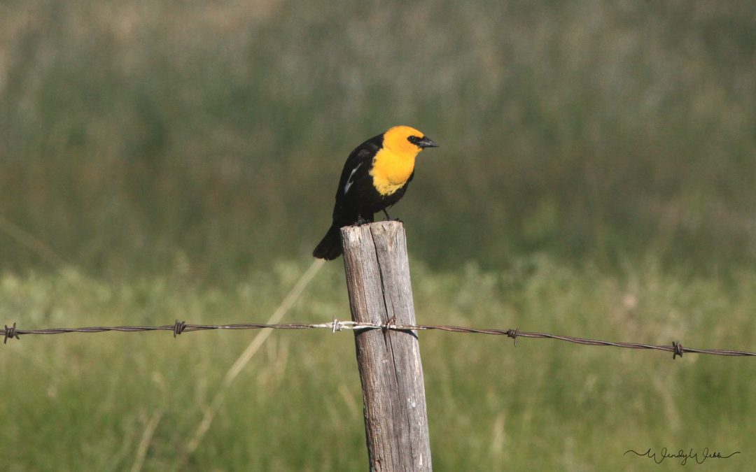 Yellow Headed Blackbird #193