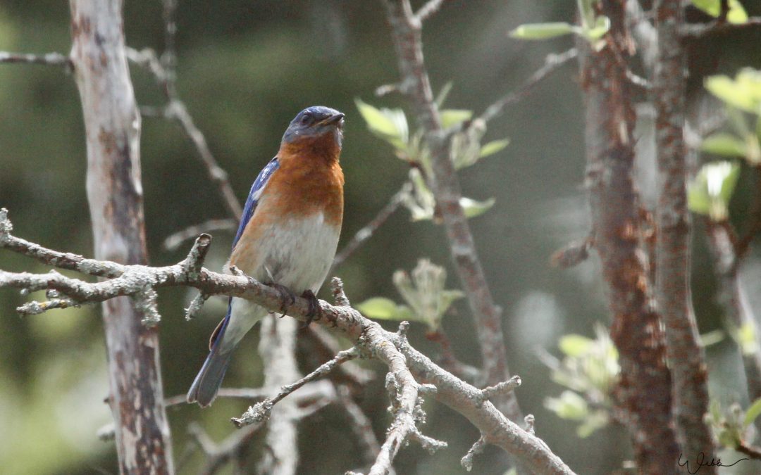 The Blue Birds are back!
