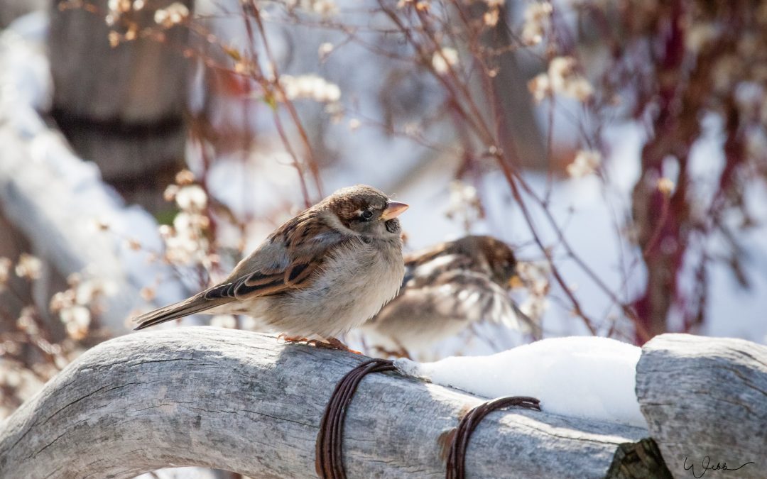 House Sparrows on a cold fall day