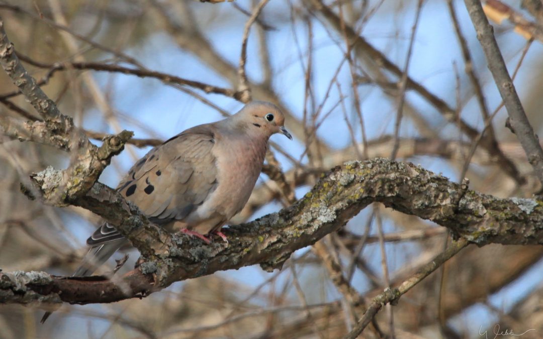 Mourning Dove
