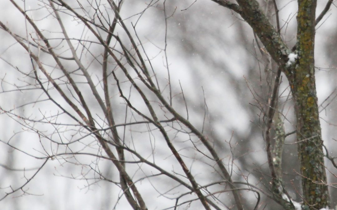 Northern Flickers