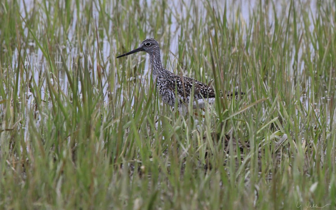 Sandpiper