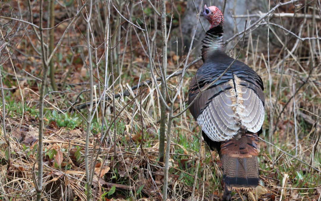 Wild Turkey