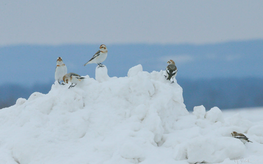 Snow Bunting