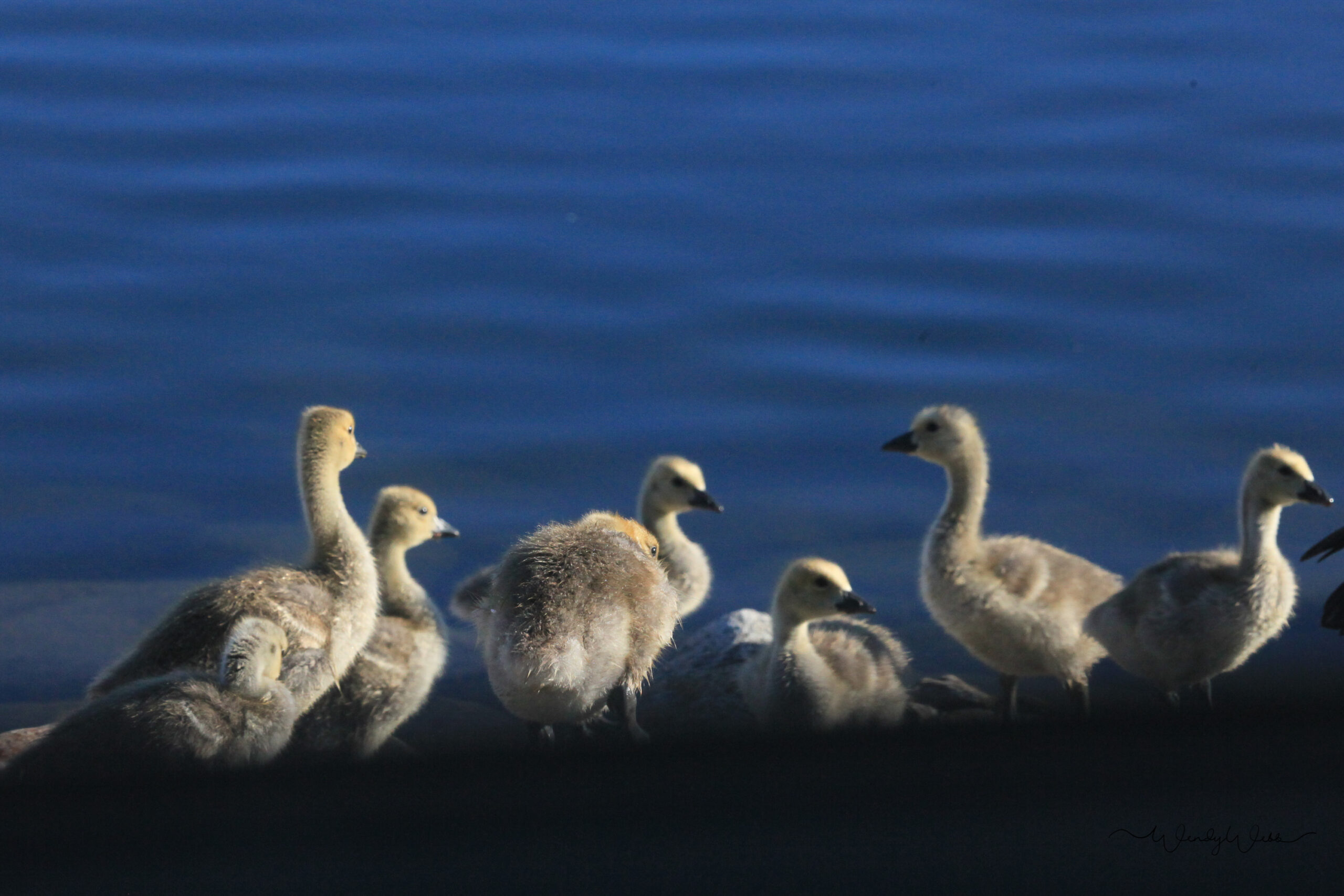 Canada Goose