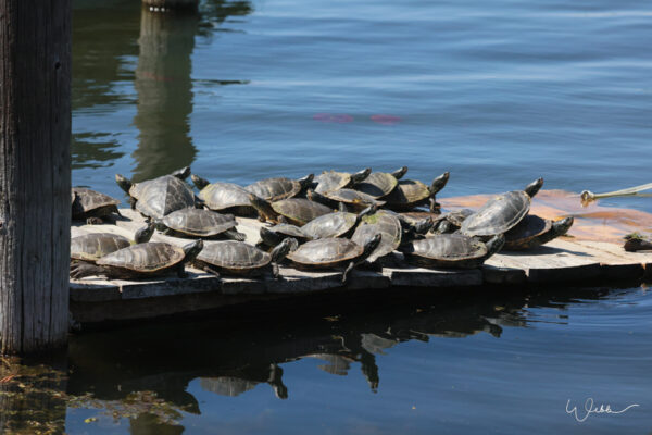 Northern Map Turtle | Wendy's photography of birds and wildlife