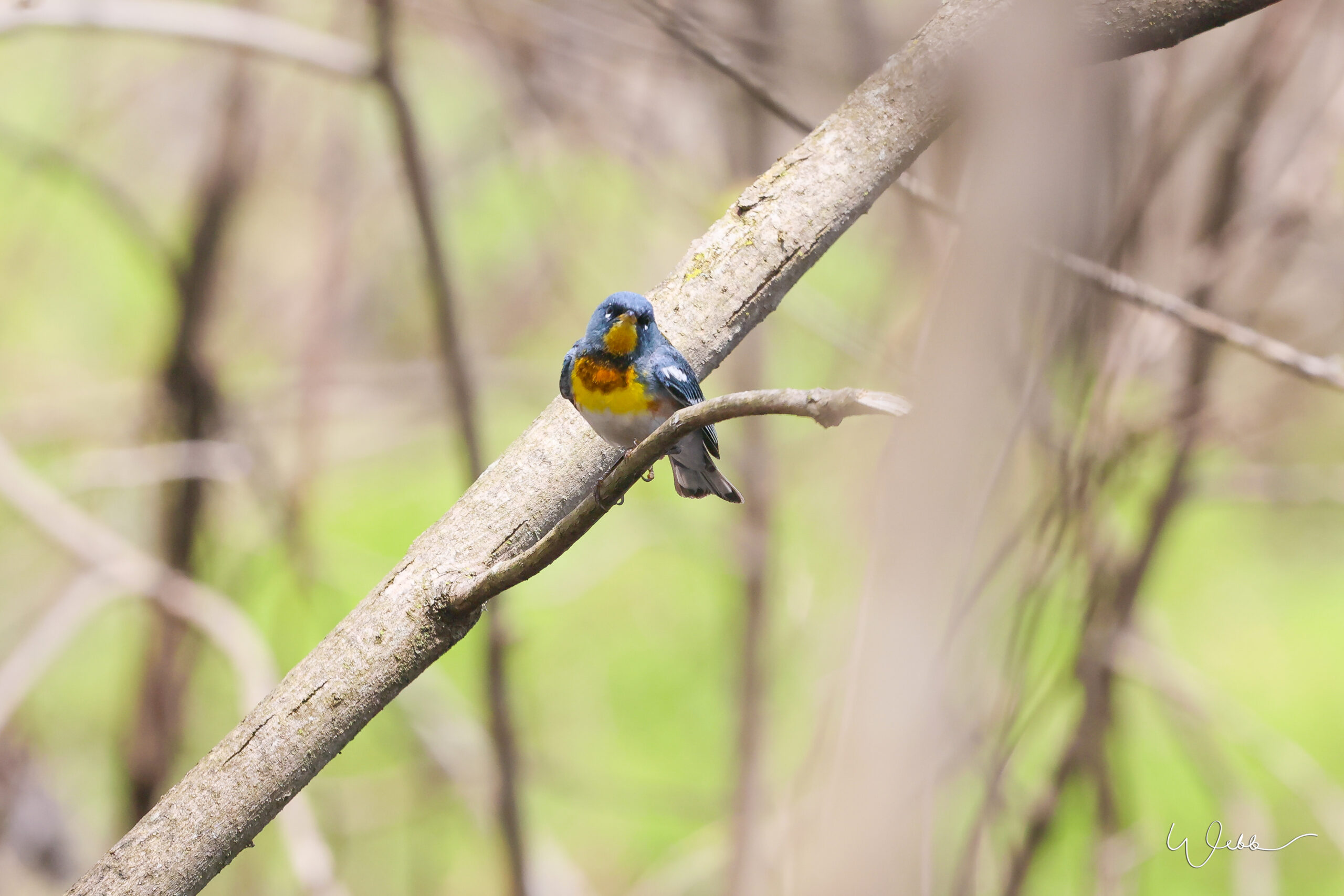 Northern Parula Warbler