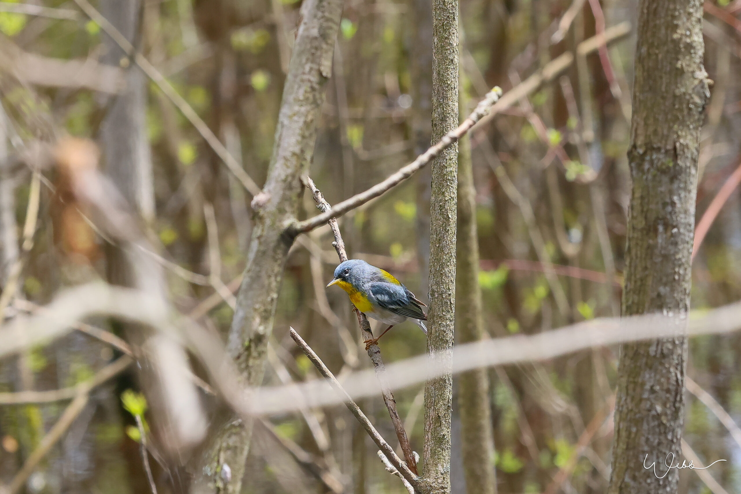Northern Parula Warbler