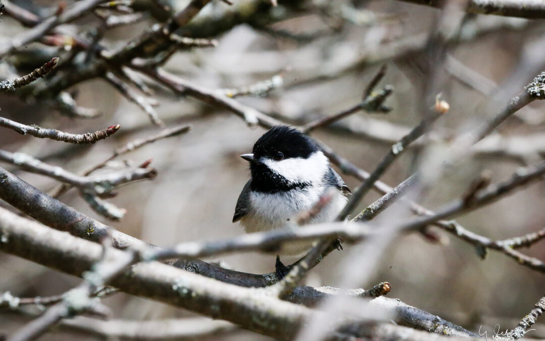 Black-capped Chickadee