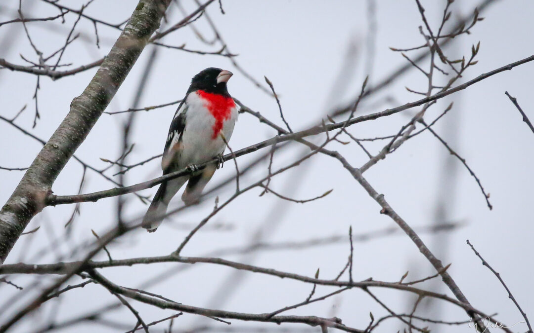 Red-breasted Grosbeak