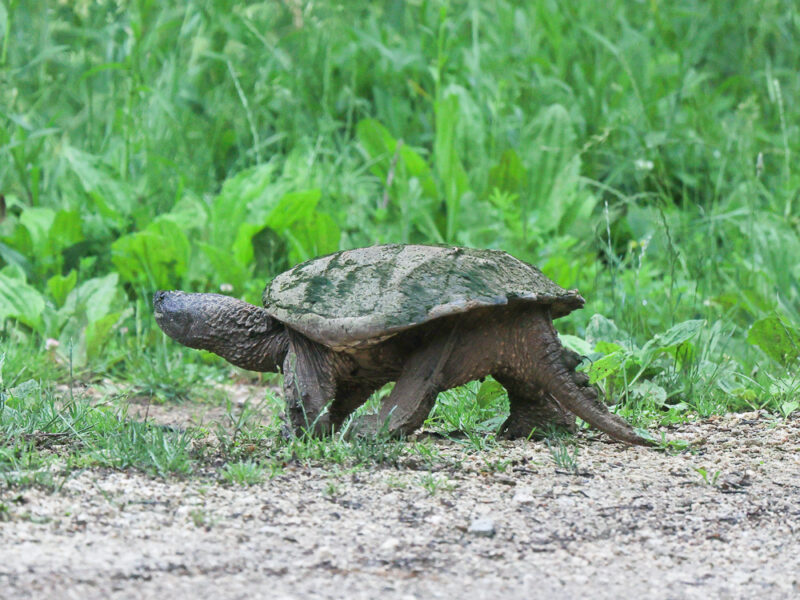 This image has an empty alt attribute; its file name is turtle-64-5-800x600.jpg